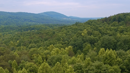 NC Land For Sale/ Alexander County Land For Sale/ Timberland - image 7