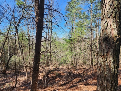 NC Land For Sale/ Alexander County Land For Sale/ Timberland - image 27