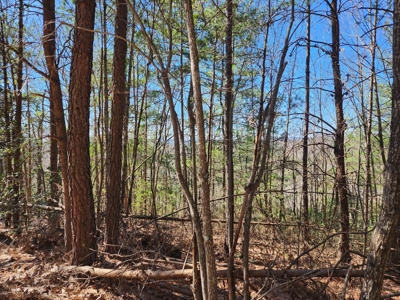 NC Land For Sale/ Alexander County Land For Sale/ Timberland - image 33