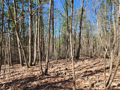 NC Land For Sale/ Alexander County Land For Sale/ Timberland - image 11