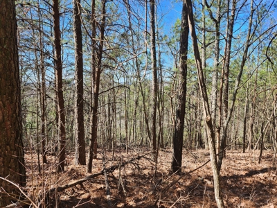 NC Land For Sale/ Alexander County Land For Sale/ Timberland - image 30