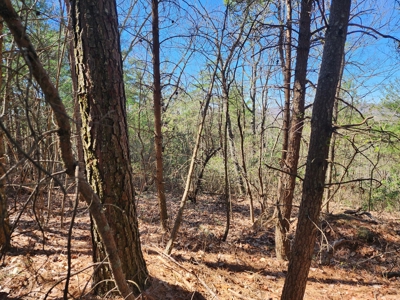 NC Land For Sale/ Alexander County Land For Sale/ Timberland - image 26