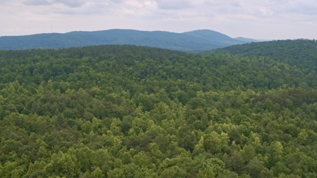 NC Land For Sale/ Alexander County Land For Sale/ Timberland - image 6