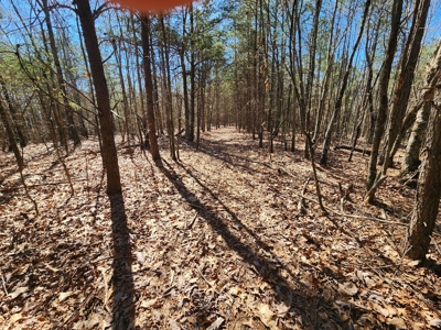 NC Land For Sale/ Alexander County Land For Sale/ Timberland - image 16