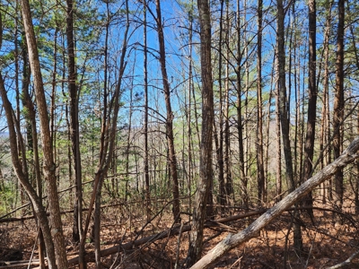 NC Land For Sale/ Alexander County Land For Sale/ Timberland - image 34