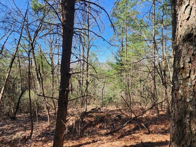 NC Land For Sale/ Alexander County Land For Sale/ Timberland - image 24