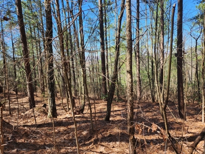 NC Land For Sale/ Alexander County Land For Sale/ Timberland - image 23