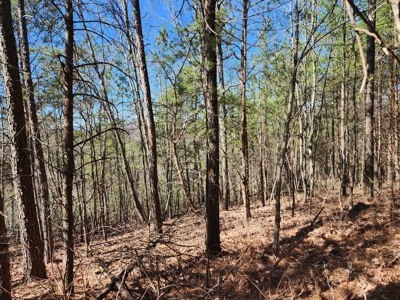 NC Land For Sale/ Alexander County Land For Sale/ Timberland - image 32