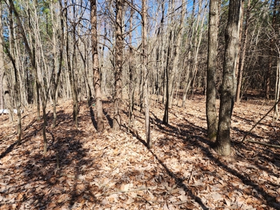 NC Land For Sale/ Alexander County Land For Sale/ Timberland - image 10