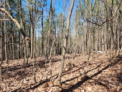 NC Land For Sale/ Alexander County Land For Sale/ Timberland - image 9