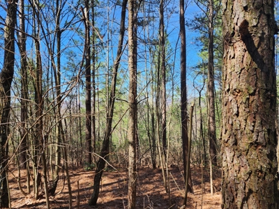 NC Land For Sale/ Alexander County Land For Sale/ Timberland - image 21