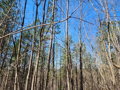 NC Land For Sale/ Alexander County Land For Sale/ Timberland - image 13