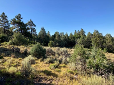 Four Potential Building/RV Sites Already In Place! - image 10