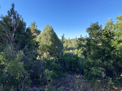 Four Potential Building/RV Sites Already In Place! - image 8