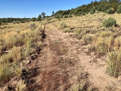 Four Potential Building/RV Sites Already In Place! - image 27