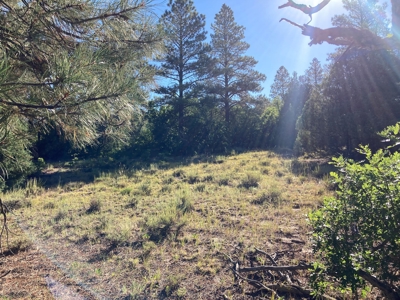 Four Potential Building/RV Sites Already In Place! - image 21