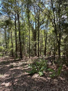 4 Bed 3 Bath Country Home & 55+/- Acres For Sale Valliant Ok - image 45