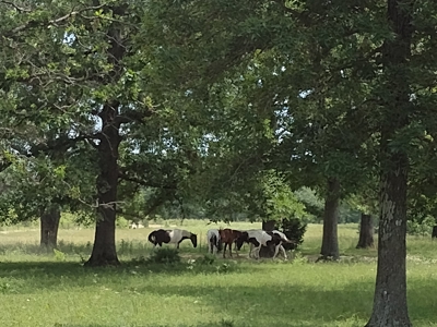 120 Acres And Two Home For Sale Camden County, Mo - image 2