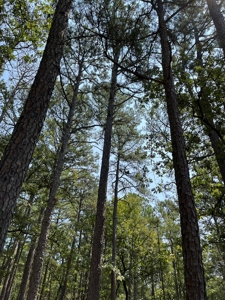 Home on Acreage For Sale in Moyers, Oklahoma! - image 13