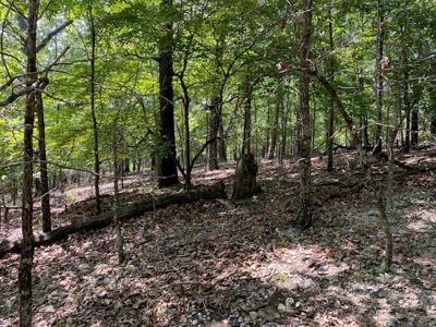 Ozarks Wooded Acreage For Sale Near Salem Ar - image 6