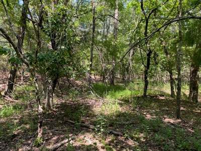 Ozarks Wooded Acreage For Sale Near Salem Ar - image 3
