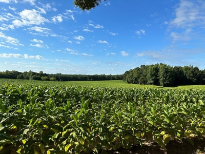 Cutsey Hill Haven In Southern VA - image 19