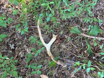 Cutsey Hill Haven In Southern VA - image 22