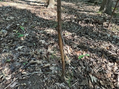 Cutsey Hill Haven In Southern VA - image 31