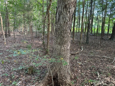 Cutsey Hill Haven In Southern VA - image 25