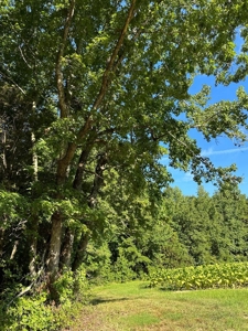 Cutsey Hill Haven In Southern VA - image 33