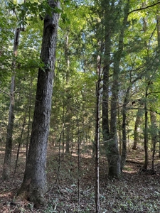 Cutsey Hill Haven In Southern VA - image 34
