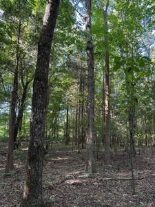 Cutsey Hill Haven In Southern VA - image 26
