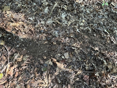 Cutsey Hill Haven In Southern VA - image 32