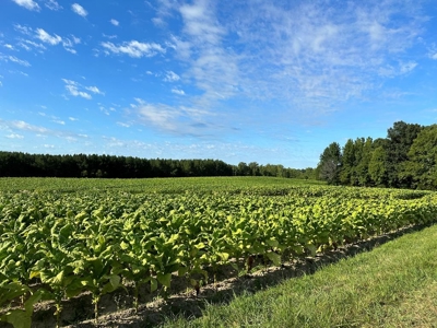 Cutsey Hill Haven In Southern VA - image 17
