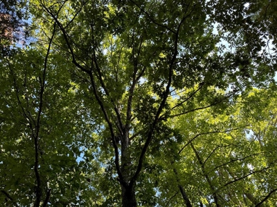 Cutsey Hill Haven In Southern VA - image 29