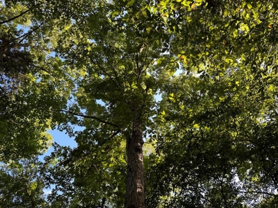 Cutsey Hill Haven In Southern VA - image 24