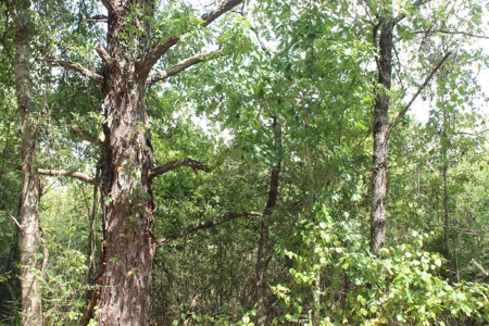 Hunting Land For Sale Lincoln County Ruth Mississippi - image 5
