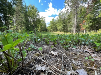 The Osage Hunting Lodge - 443 Acres In Becker County, MN - image 20