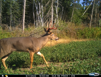 The Osage Hunting Lodge - 443 Acres In Becker County, MN - image 42