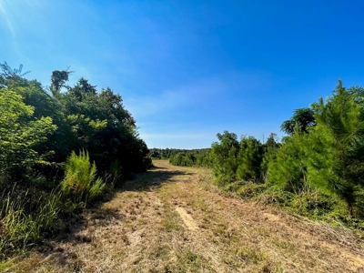381 Acres Hunting Land for Sale in Natchez, MS - image 24