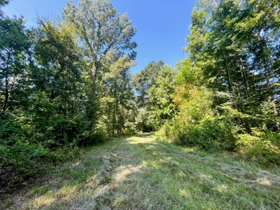 381 Acres Hunting Land for Sale in Natchez, MS - image 16