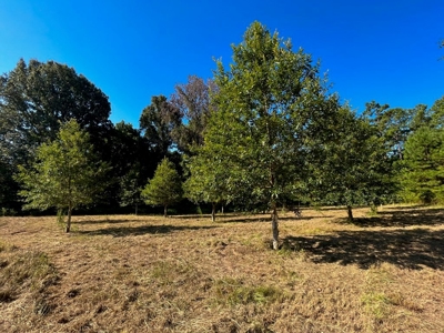 381 Acres Hunting Land for Sale in Natchez, MS - image 32