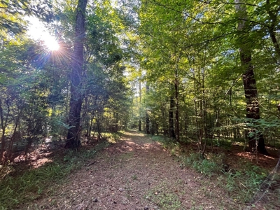 381 Acres Hunting Land for Sale in Natchez, MS - image 39