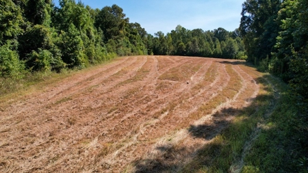 381 Acres Hunting Land for Sale in Natchez, MS - image 15