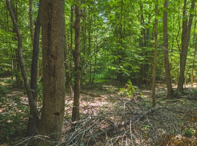 Unrestricted Land in the Church Hill Community, Hawkins Cou - image 24