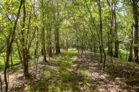 1600 Acres Land for Sale Outside of Baton Rouge, LA - image 18