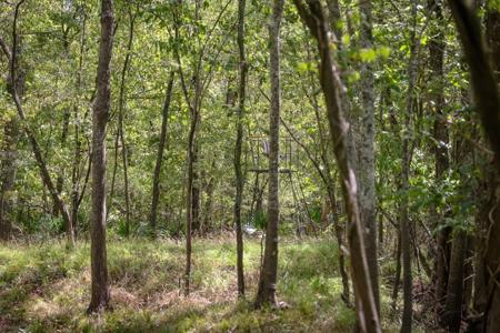 1600 Acres Land for Sale Outside of Baton Rouge, LA - image 10