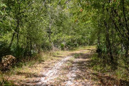 1600 Acres Land for Sale Outside of Baton Rouge, LA - image 3