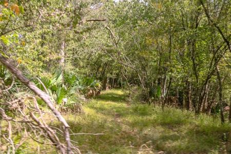 1600 Acres Land for Sale Outside of Baton Rouge, LA - image 2