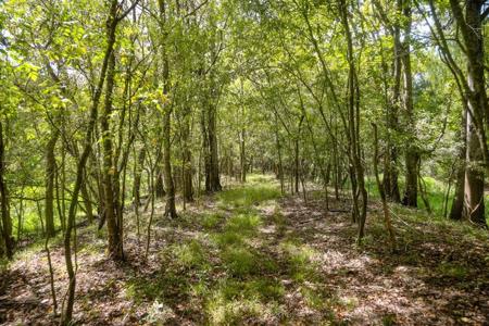 1600 Acres Land for Sale Outside of Baton Rouge, LA - image 17